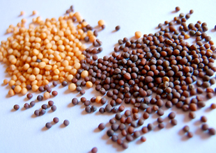 Mustard Seeds 