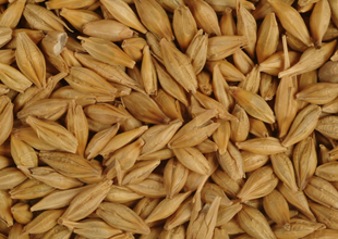 Barley